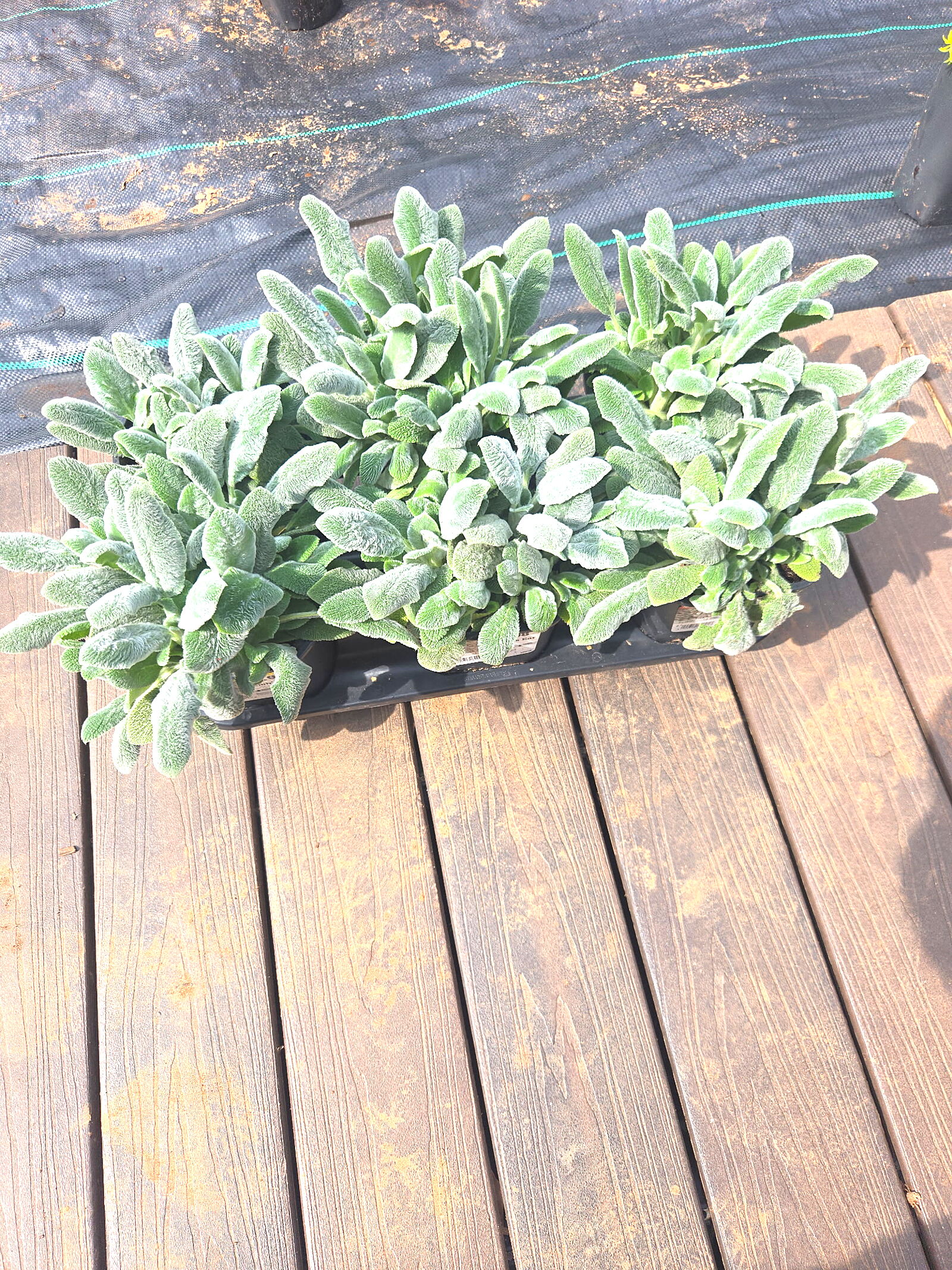 Close-up of plants on tray ready for installation