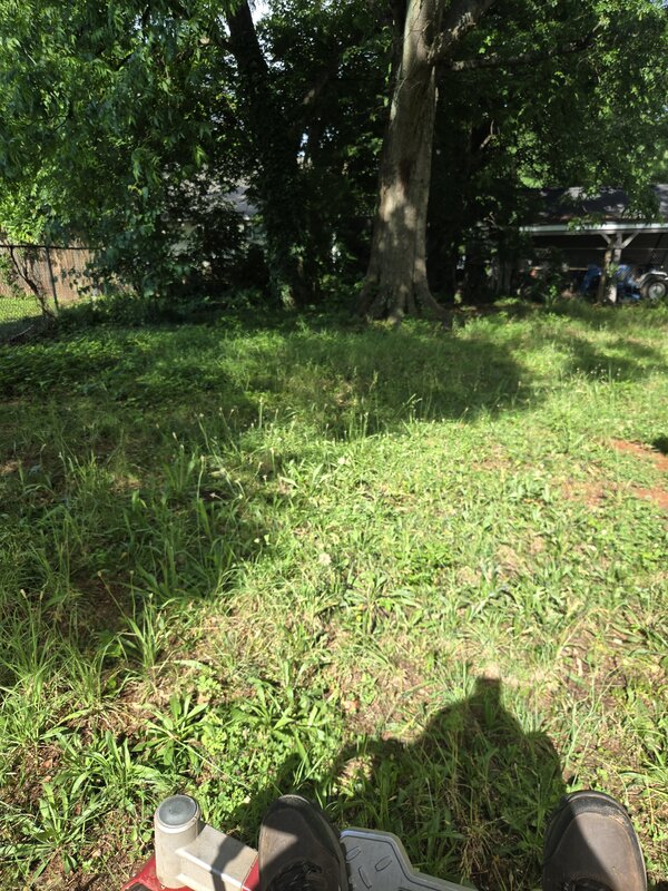 Large backyard with mature trees before lawn care service near Anderson, SC